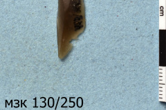 250s