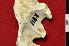 1187s