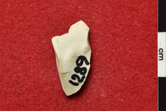 1289s