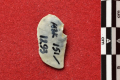 1293s