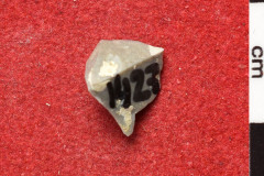 1427s