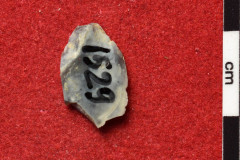 1529s