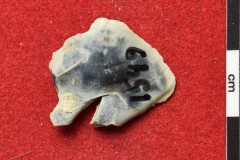 1549s