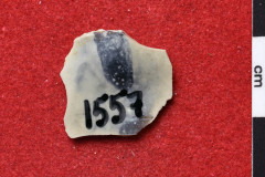 1557s