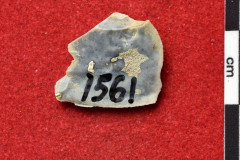 1561s