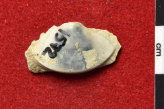 1572s