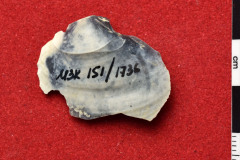 1736s